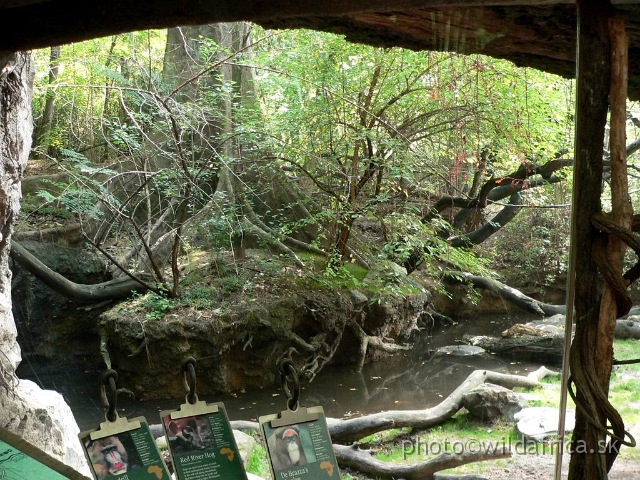 congo 13.jpg - African Rainforest river shore, exhibit of mandrills, De Brazza Monkeys and Red river hog.